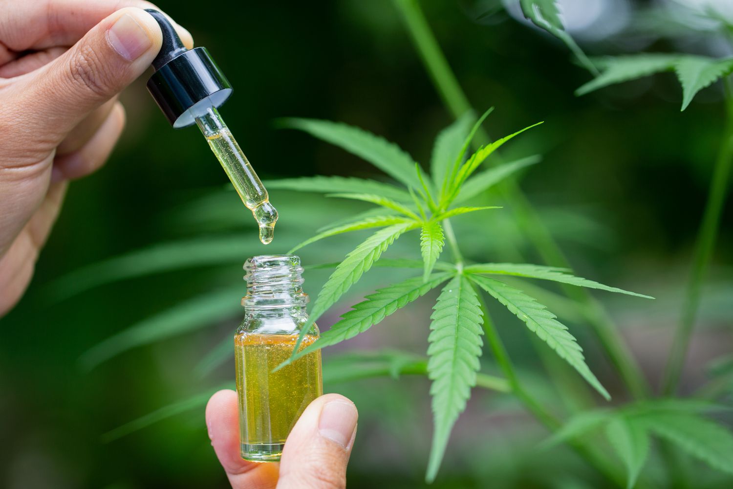 CBD's Potential in Prolonging